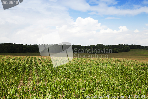 Image of Green corn field  