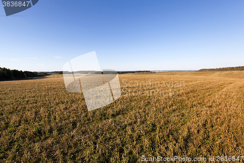 Image of green vegetation ,  field  