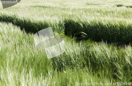 Image of green cereals, close-up  