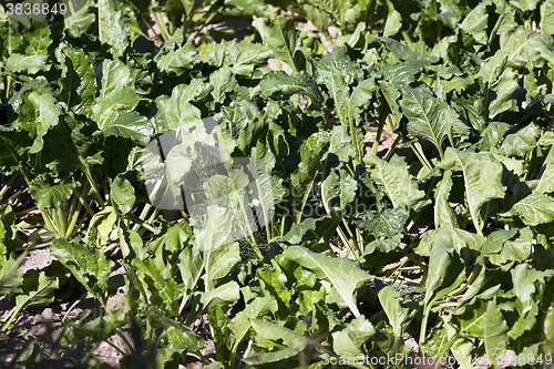 Image of Field with sugar beet  