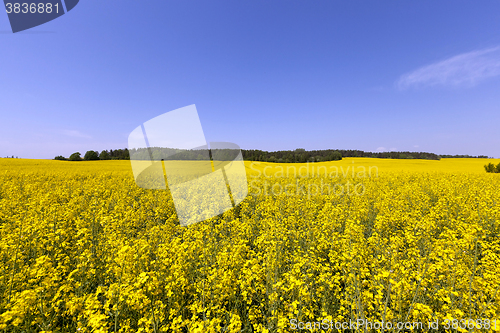 Image of Rape field ,  Blue sky