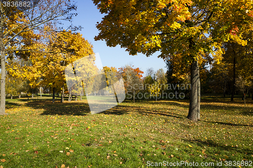 Image of autumn forest ,  Belarus