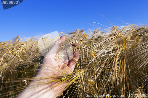 Image of ripe yellow cereals  