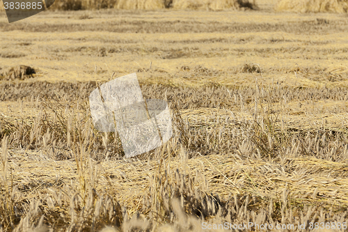 Image of ripe yellow cereals  