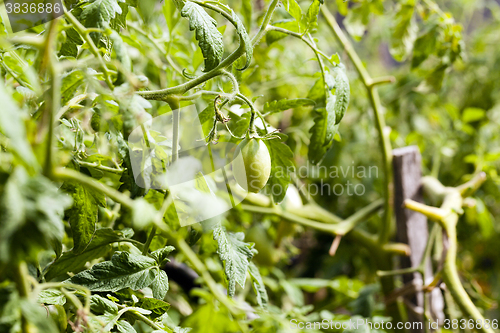 Image of  green unripe tomato