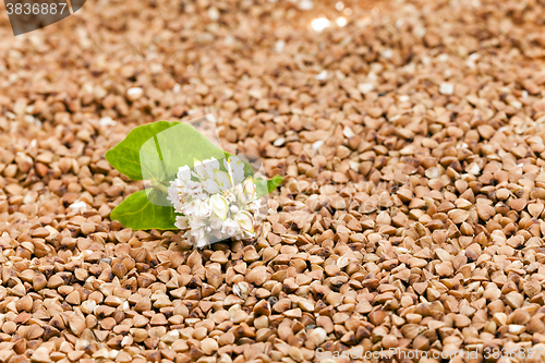 Image of buckwheat , close up