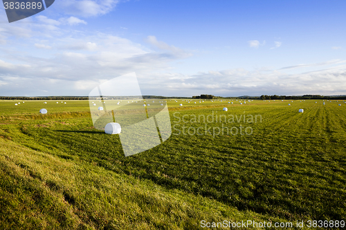 Image of harvesting grass for feed 