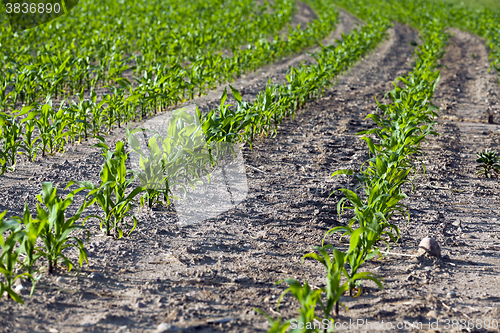 Image of Field with corn  