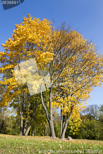 Image of autumn forest ,  Belarus
