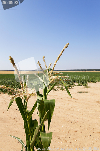 Image of Corn field, summer  