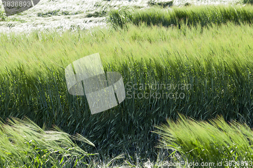 Image of green cereals, close-up  
