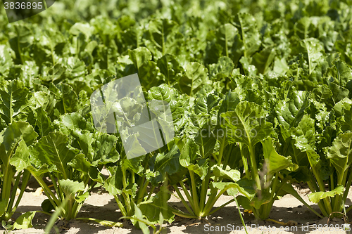 Image of Field with sugar beet 