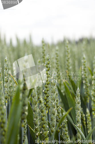 Image of unripe ears of wheat 