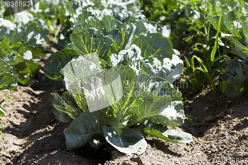Image of green cabbage in a field  