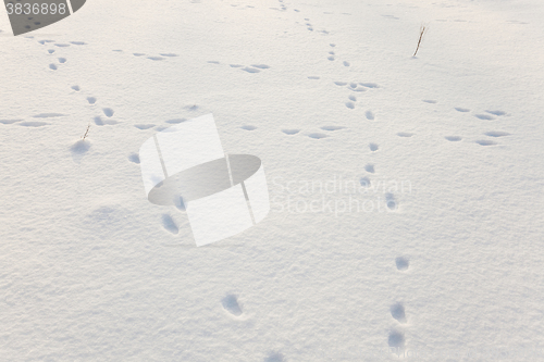 Image of snow covered field  