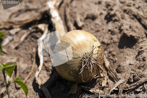 Image of Harvesting onion field  