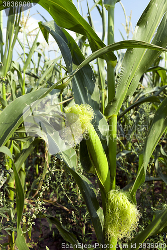 Image of Corn field, summer  