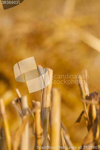 Image of straw after harvest  