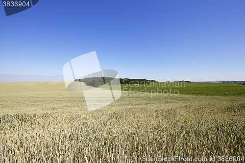 Image of farm field cereals  