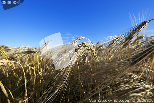 Image of ripe yellow cereals  