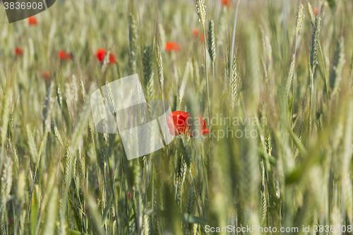 Image of Red poppy flowers  