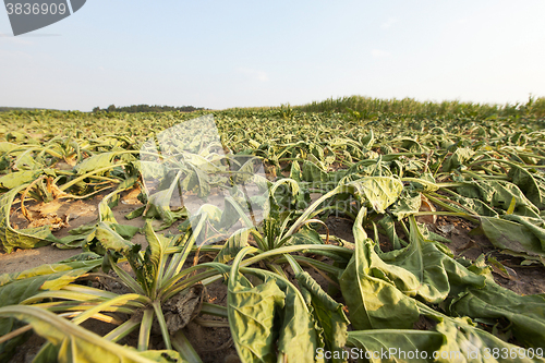 Image of sluggish sugar beet  