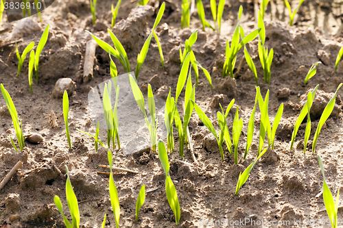 Image of green cereals , close-up  