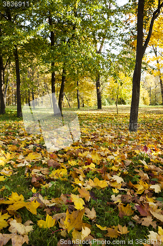 Image of fallen leaves of trees in the park 