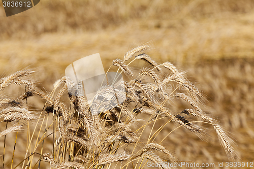 Image of ripe yellow cereals  