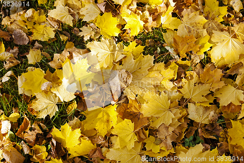 Image of fallen leaves of trees close-up  