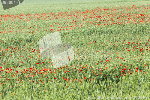 Image of Poppy in the field  