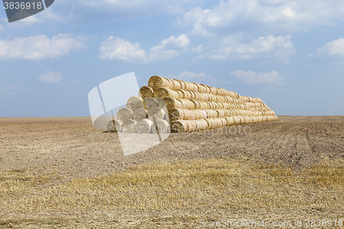 Image of cereal harvest, summer 