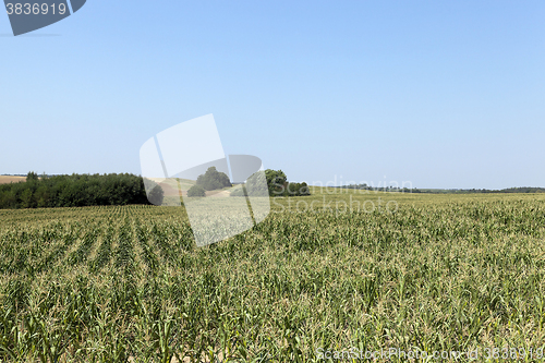 Image of Corn field, forest  