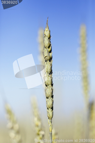 Image of unripe ears of wheat  