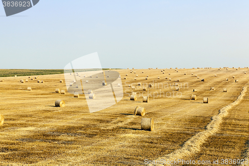 Image of Agricultural field with wheat  