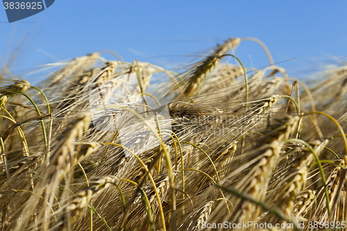 Image of ripe yellow cereals  