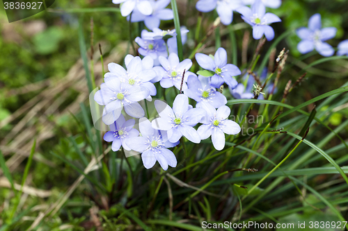 Image of blue spring flowers  