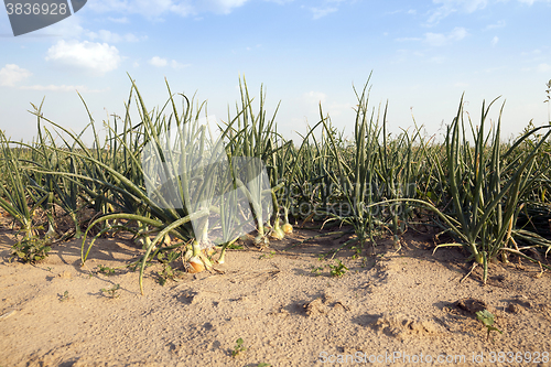 Image of   green onions, summer 