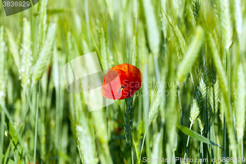 Image of blooming red poppies  