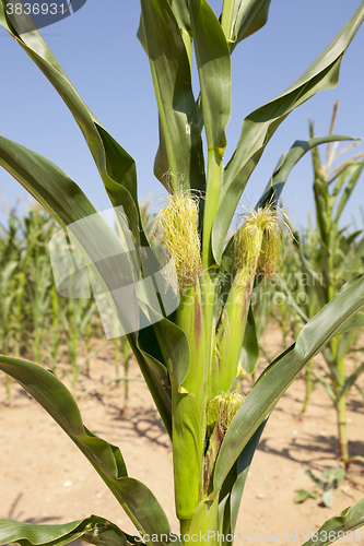 Image of corn field, agriculture  