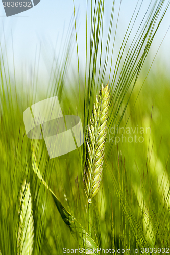 Image of immature green grass  