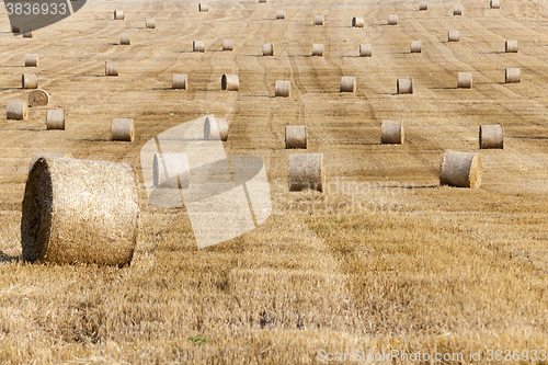 Image of haystacks in a field of straw  