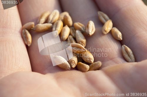 Image of Wheat in hand  