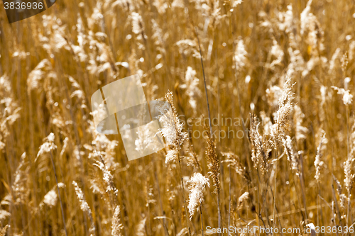Image of autumn grass, close-up  
