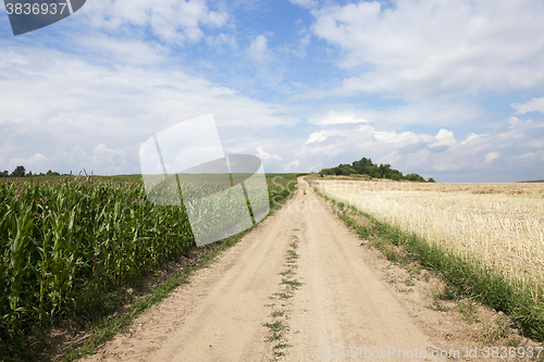 Image of Field with corn  