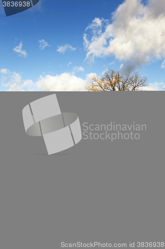 Image of lonely tree ,  snow.