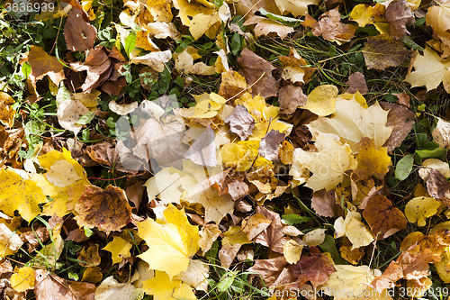 Image of fallen leaves of trees close-up  