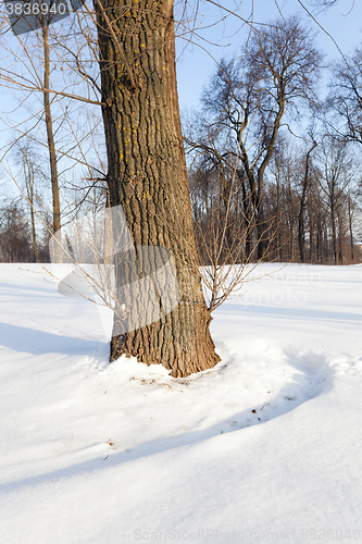 Image of trees in winter 