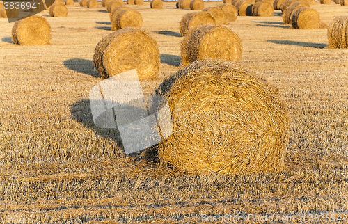 Image of harvesting cereals ,  Agriculture