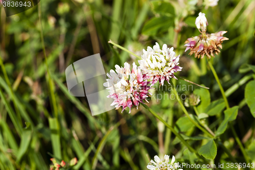 Image of clover flower, summer 